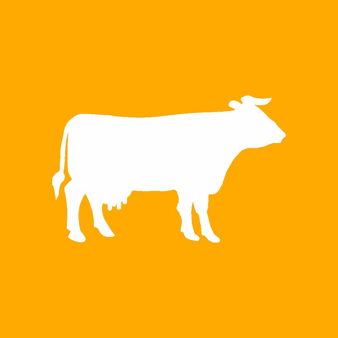 Vaca de Leite Holandesa a venda