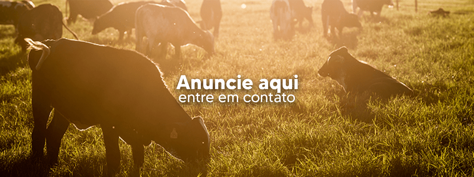 Banner patrocínio